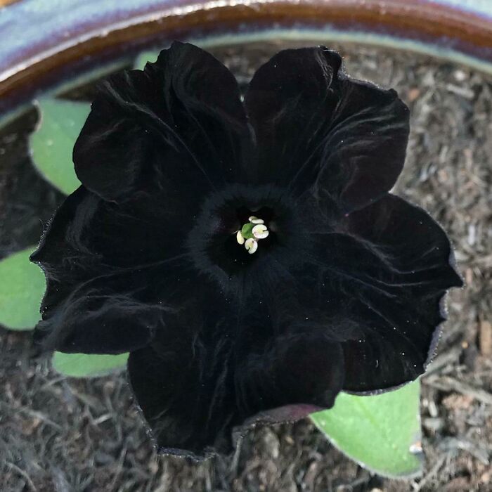 The Black Velvet, The World Blackest Black Flower. It Was Developed In 2010 Using Natural Breeding