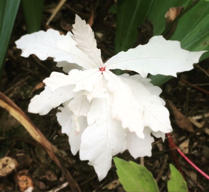 I Found A Baby Albino Oak In My Garden Some Years Ago, And Realized That Plants Can Be Albinos Too, But They Do Not Live Long Since They Cannot Photosynthesize