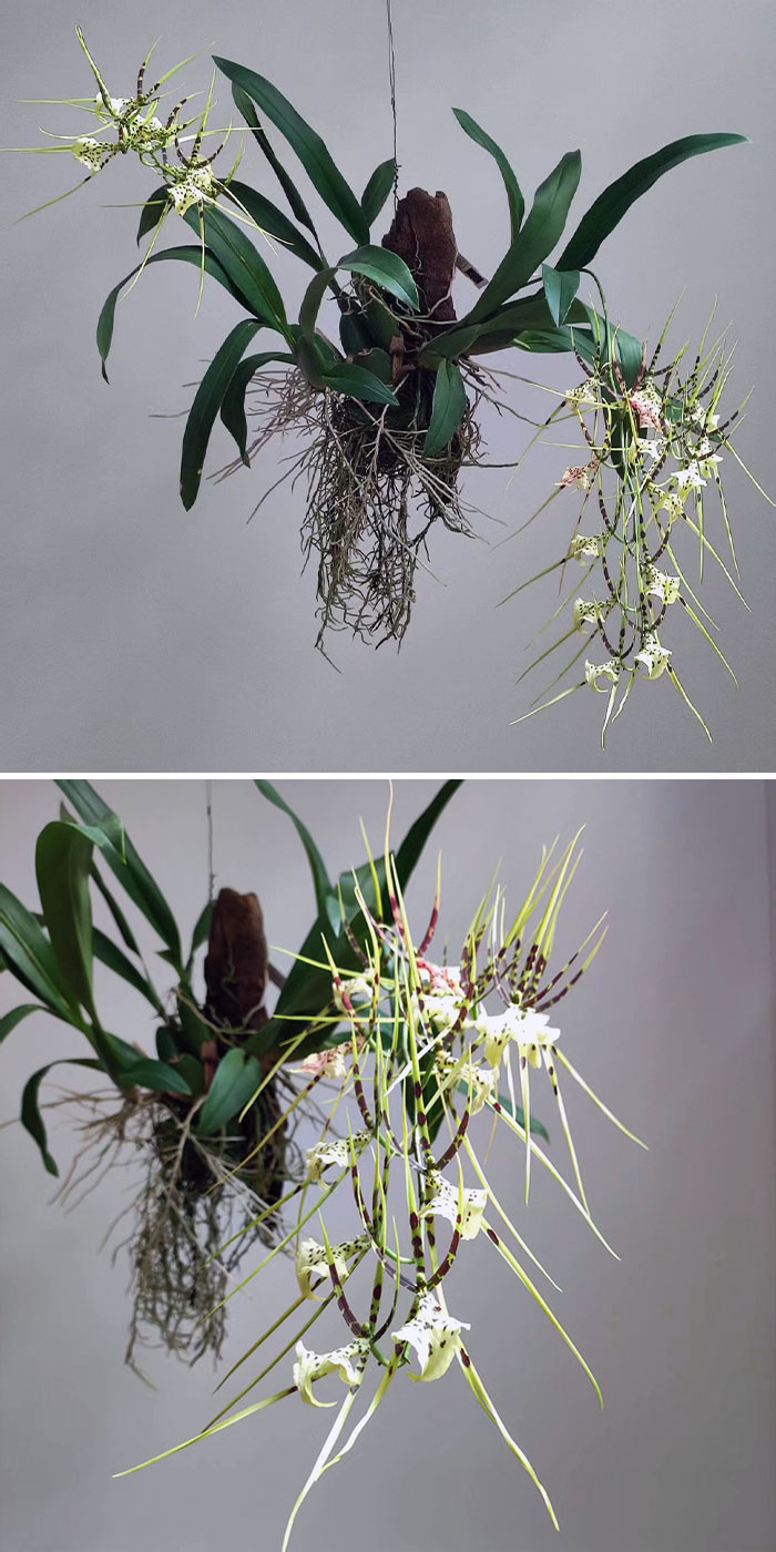 Brassia Rex Is A Brassia Hybrid With Massive Flower Spikes Full Of Big Size Blooms That For Many People Look Like Spiders